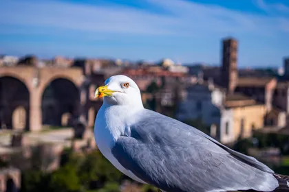 Gull above the ruins — Italy