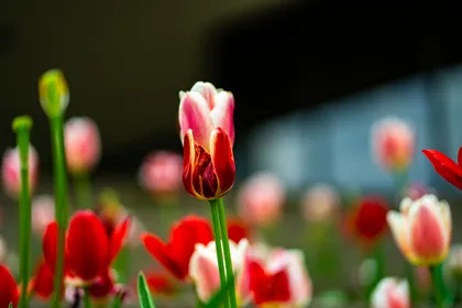 Spring tulips — St Louis