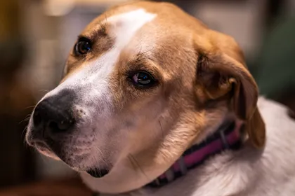 A quiet look — dog portrait