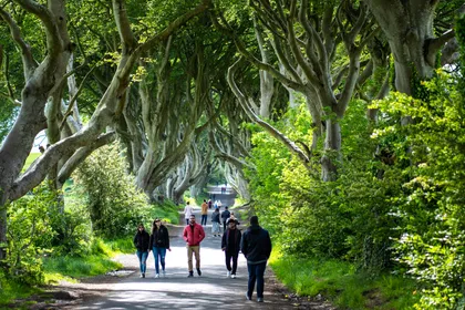 A forest avenue — Ireland