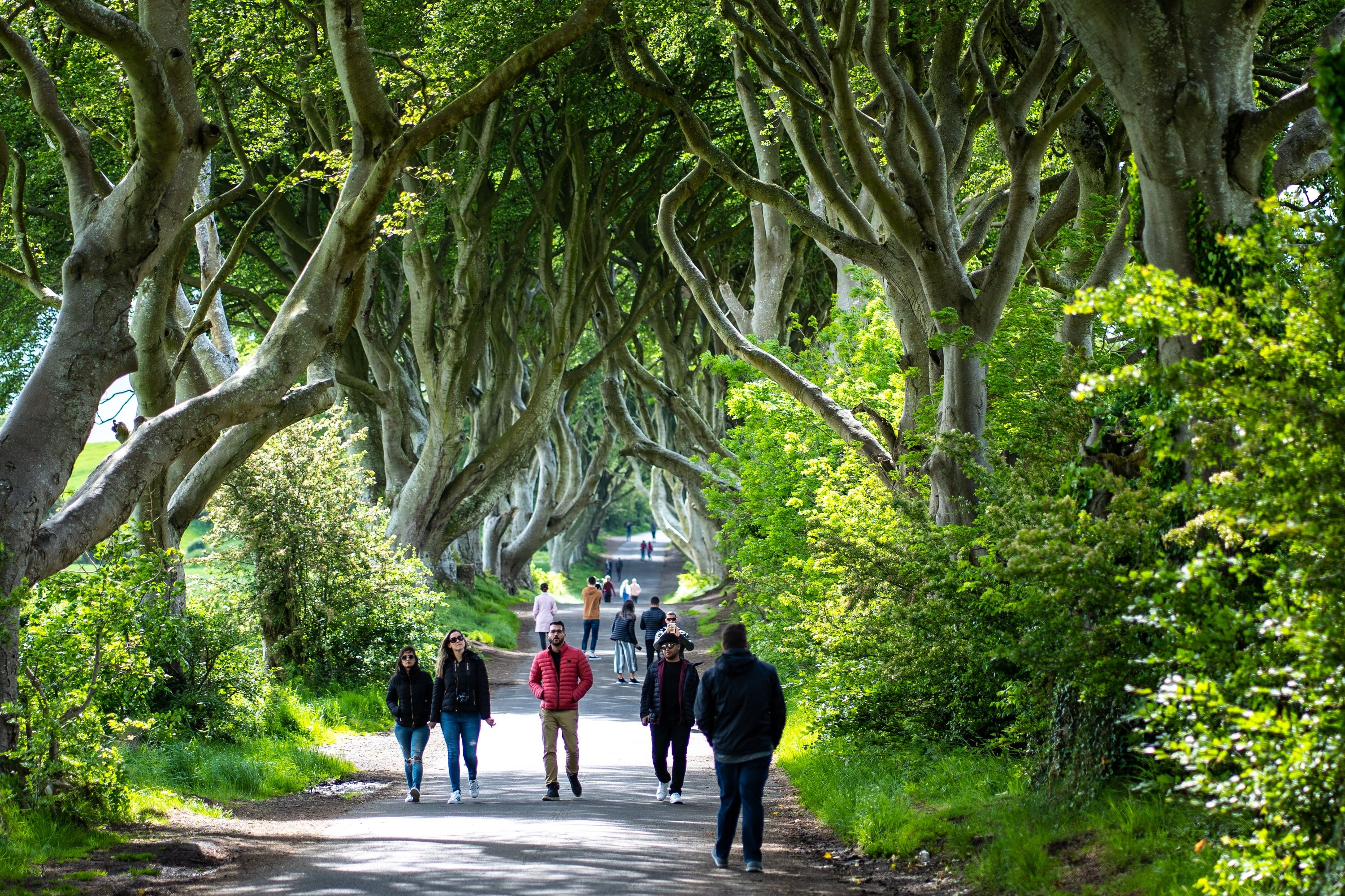A forest avenue — Ireland