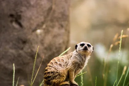 Meerkat in the sun — Colorado
